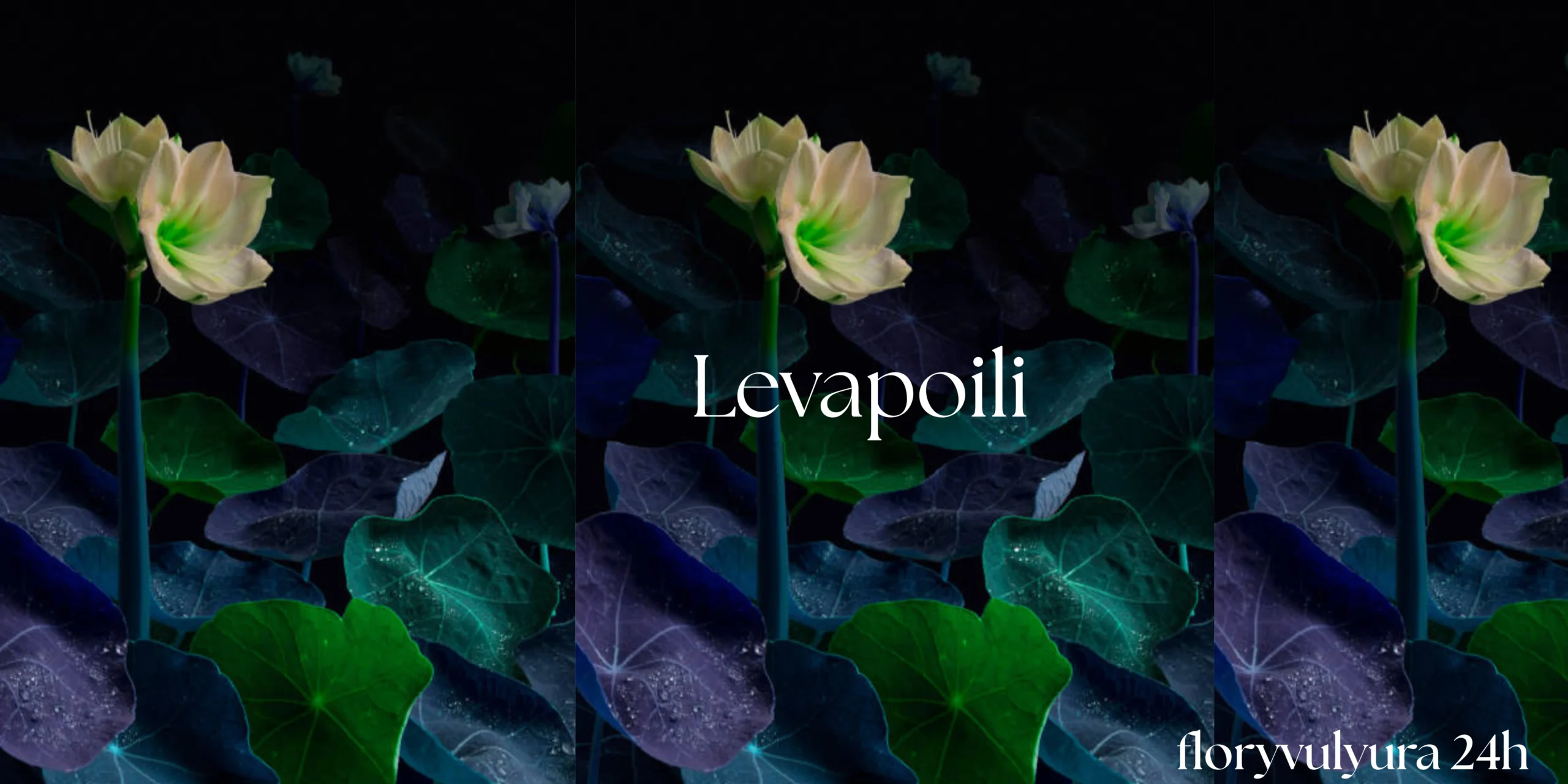 The Curious Case of Levapioli: Unraveling a Digital Ghost